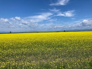 yellow field